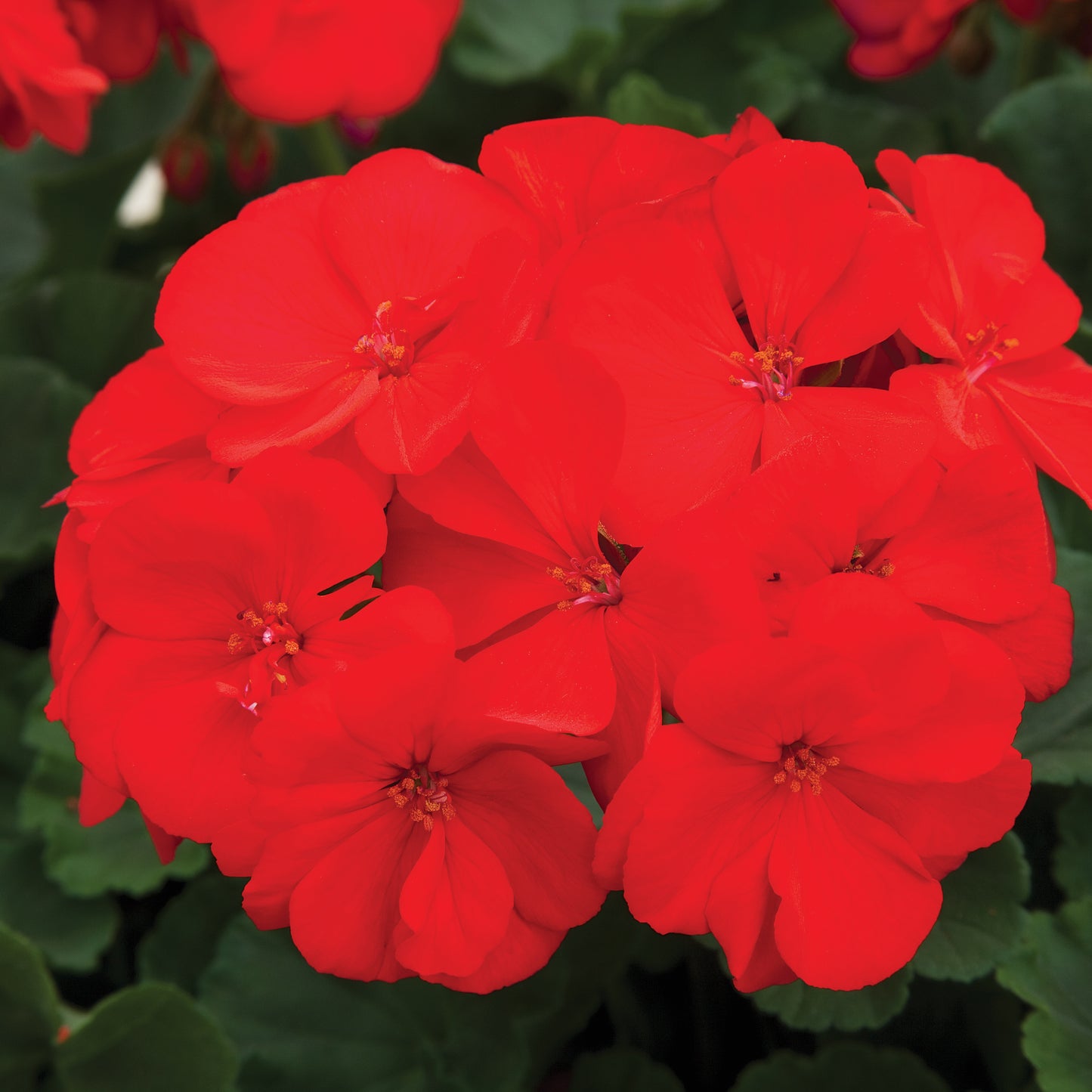 Geranium Rocky Mountain Dark Red (8" round pot)