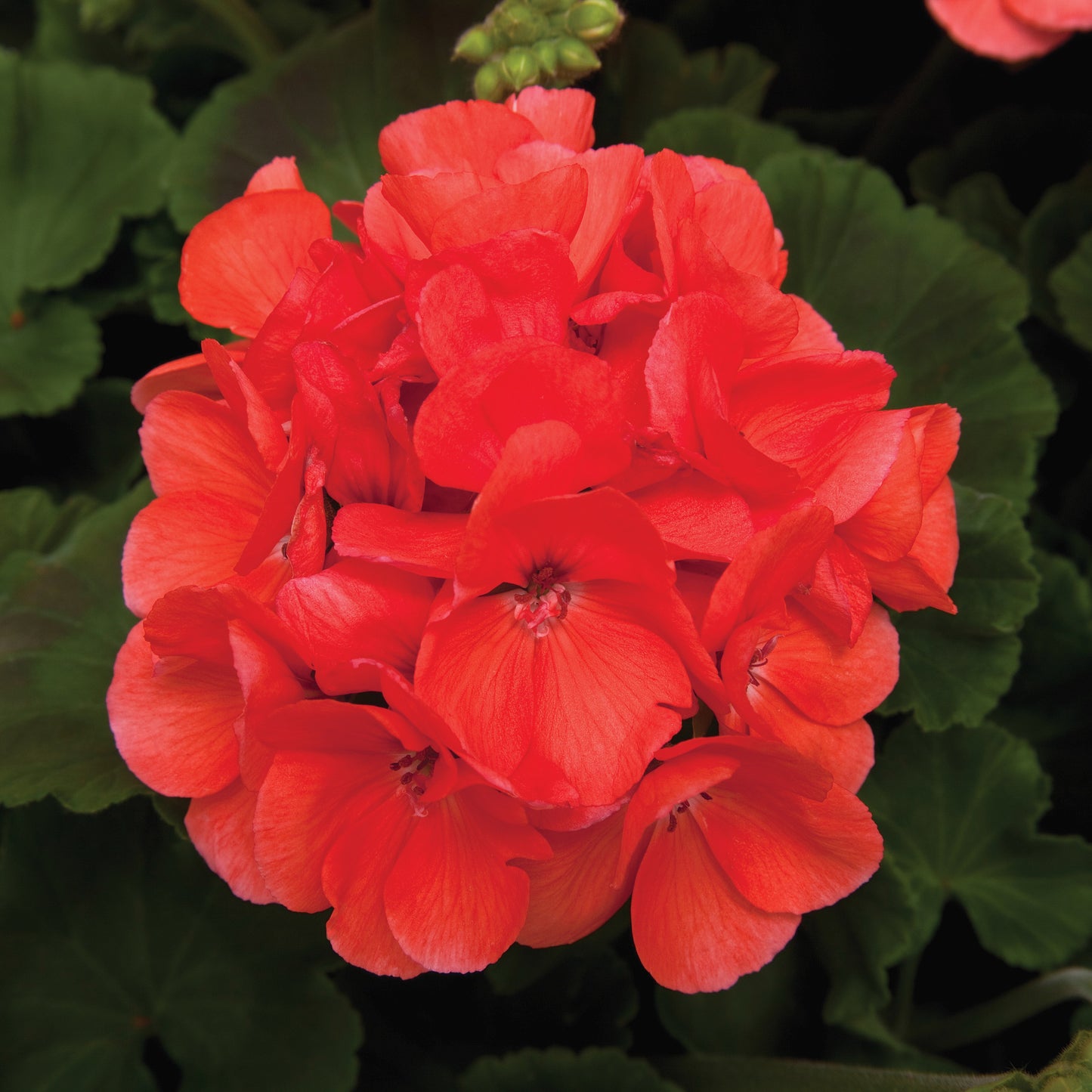Geranium Rocky Mountain Salmon (4.5" square pot)