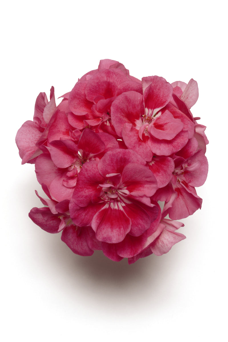 Geranium Fantasia Strawberry Sizzle (4.5" square pot)