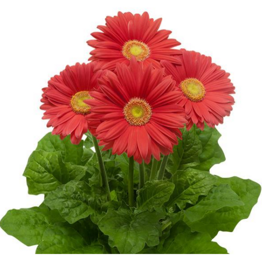 Gerbera Daisy Coral (5" orange pot)