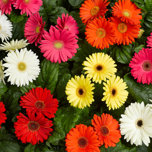 Gerbera Daisy Assorted (5" orange pot)