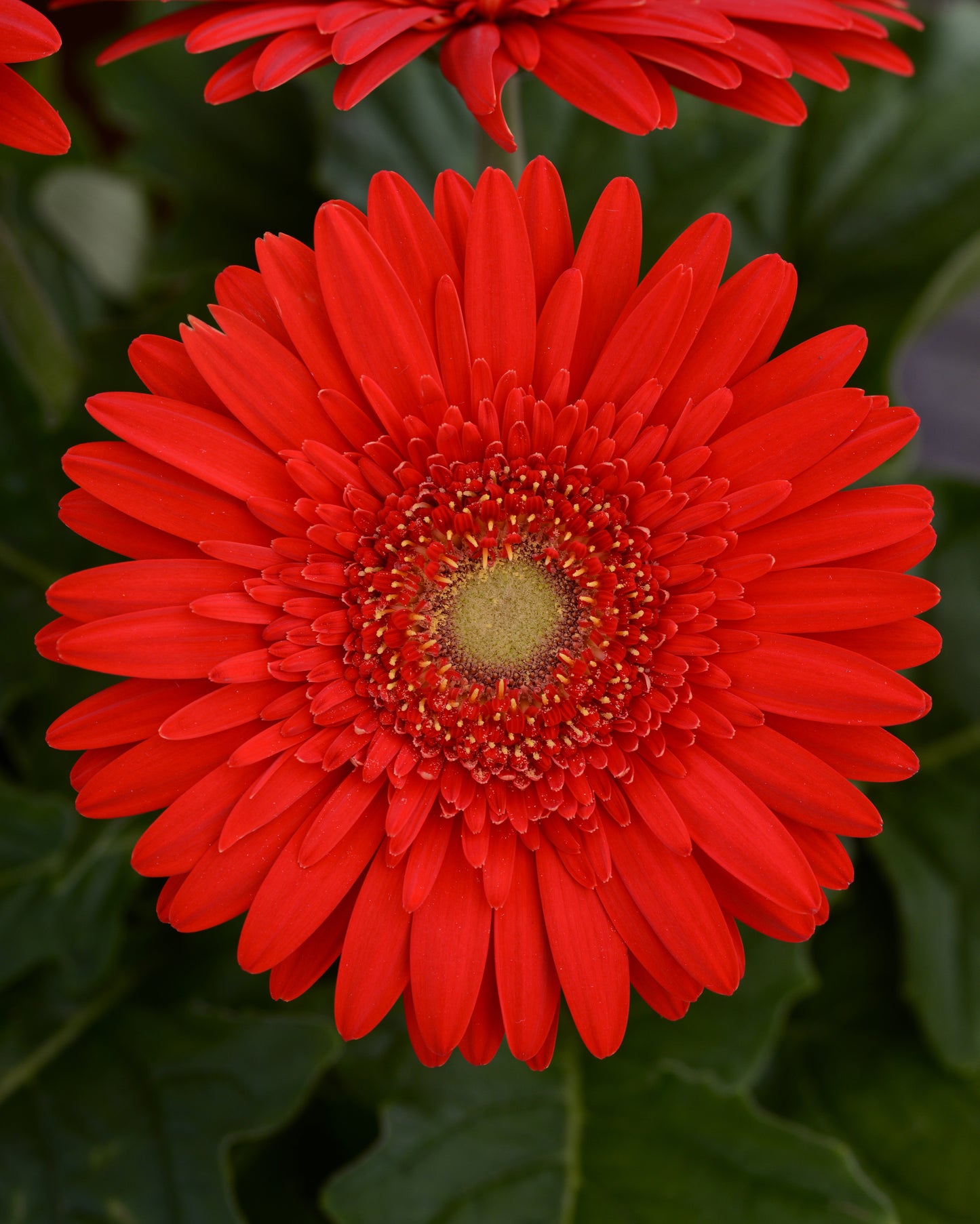 Gerbera Daisy Scarlet (5" orange pot)