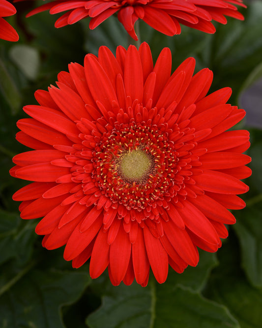Gerbera Daisy Scarlet (5" orange pot)