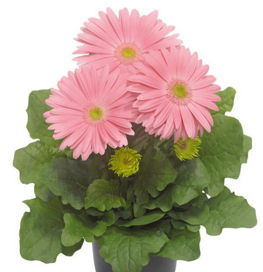 Gerbera Daisy Pink (5" orange pot)