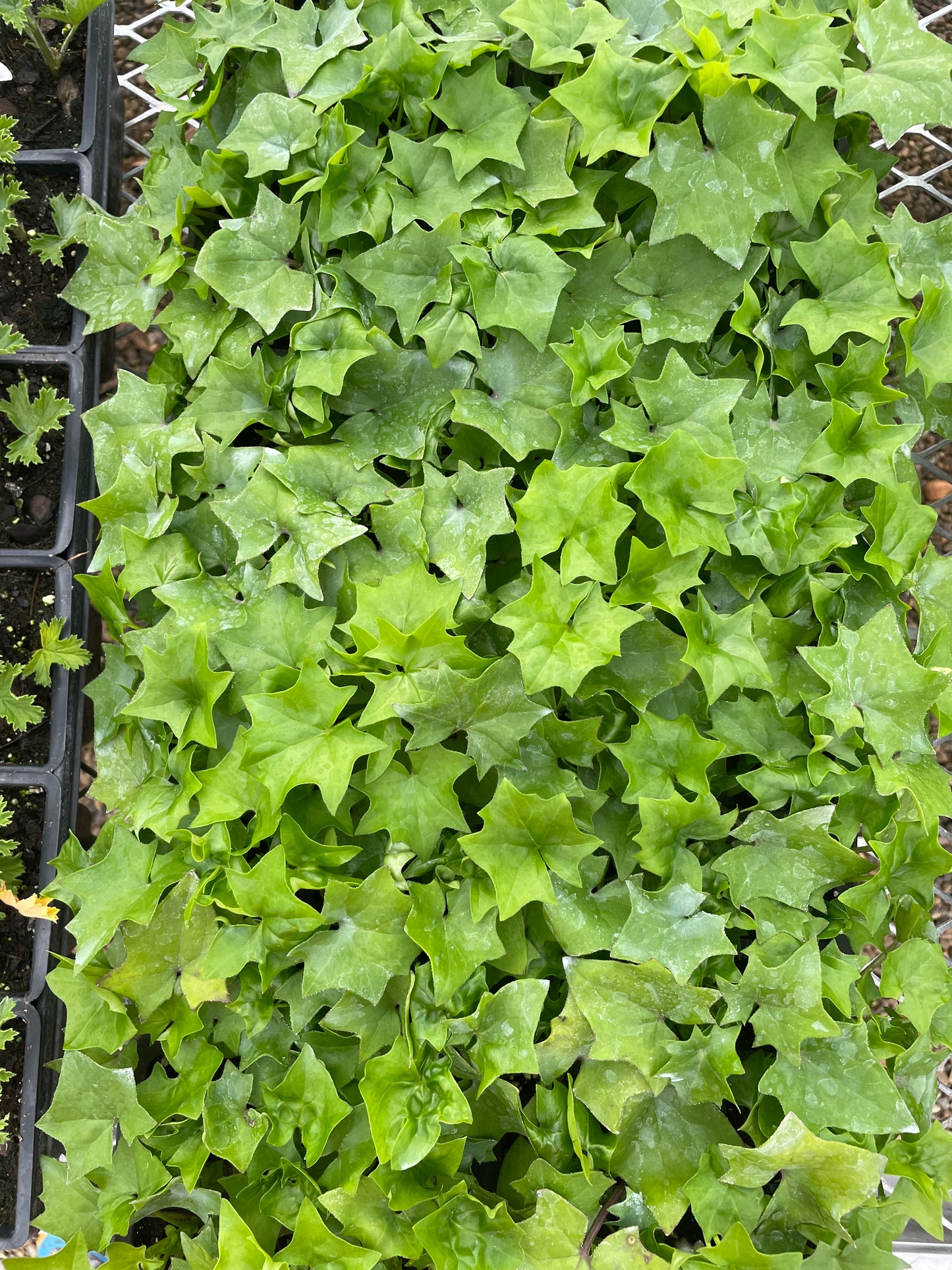 German Ivy (3.5" square pot)