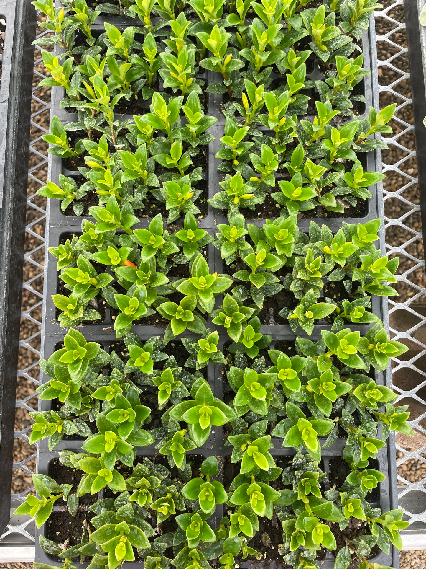 Goldfish Plant (3.5" square pot)