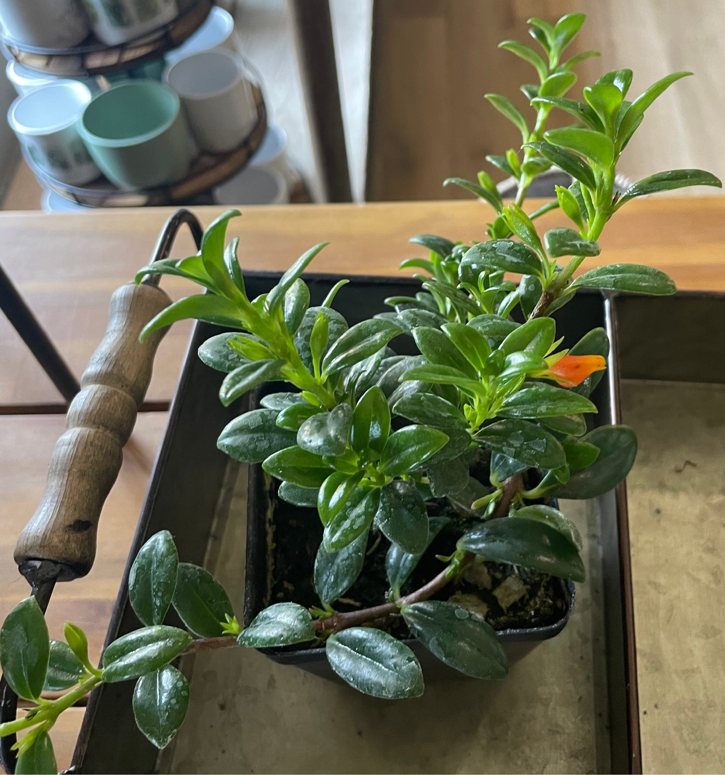 Goldfish Plant (3.5" square pot)