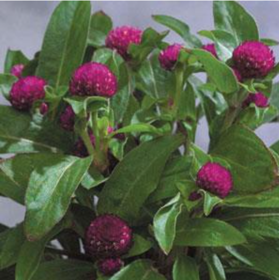 Gomphrena Purple (3-pack)