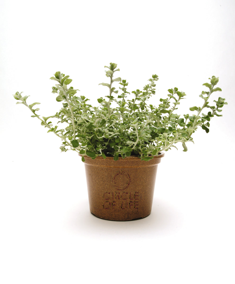 Helichrysum Silver Mist (5" pot)