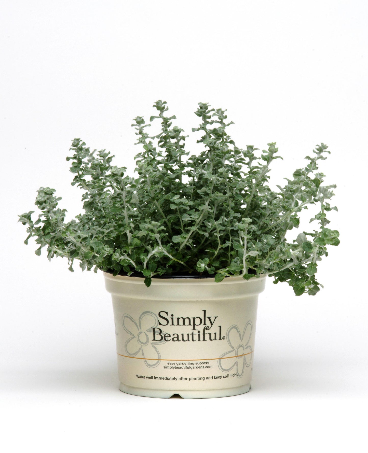 Helichrysum Mini Licorice Plant (5" pot)