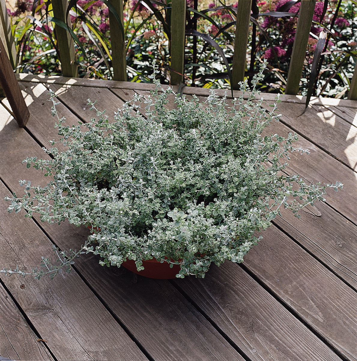 Helichrysum Silver Mist (5" pot)