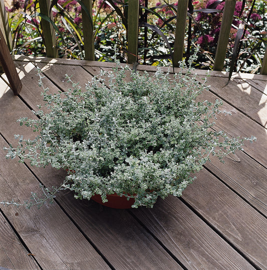 Helichrysum Mini Licorice Plant (5" pot)