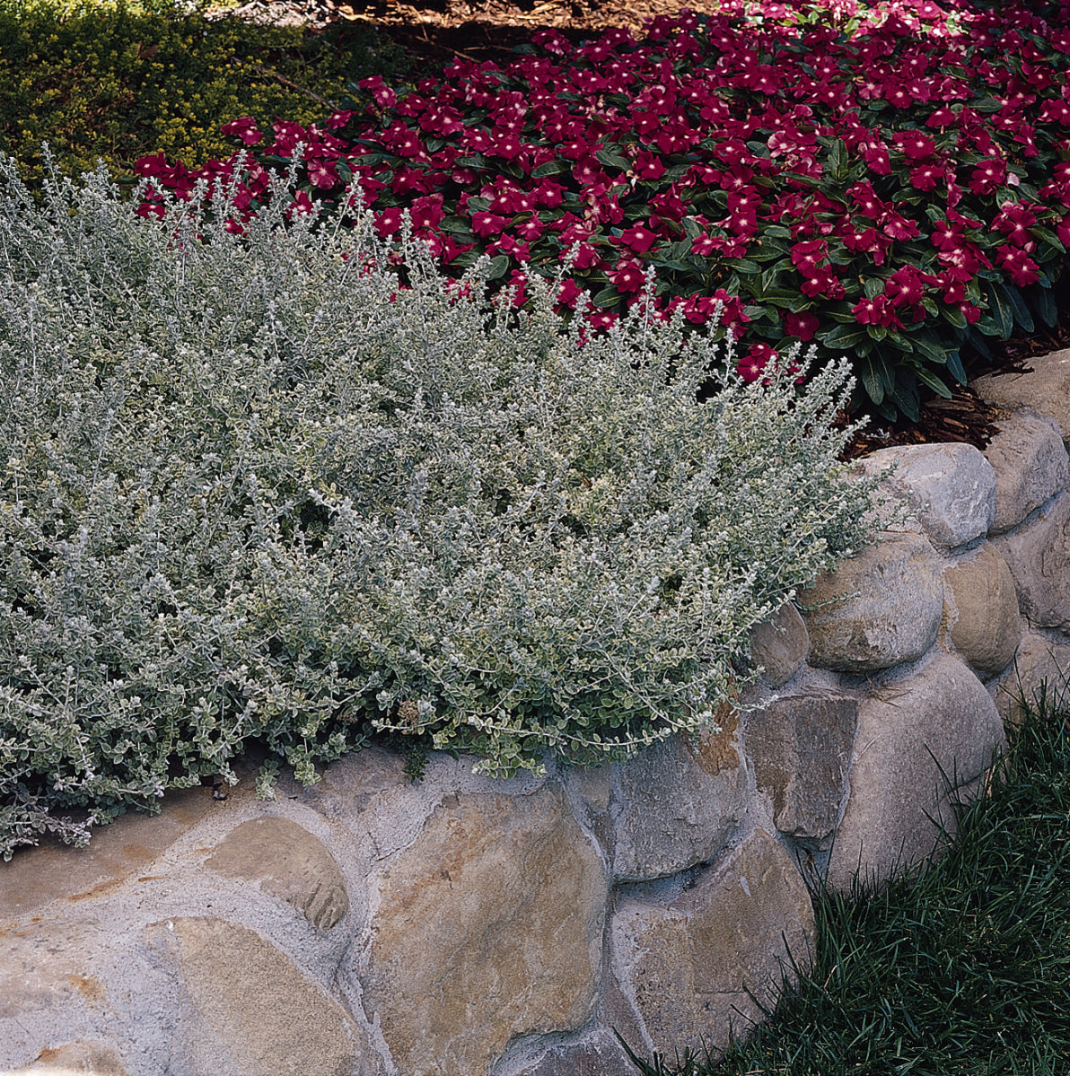 Helichrysum Silver Mist (5" pot)