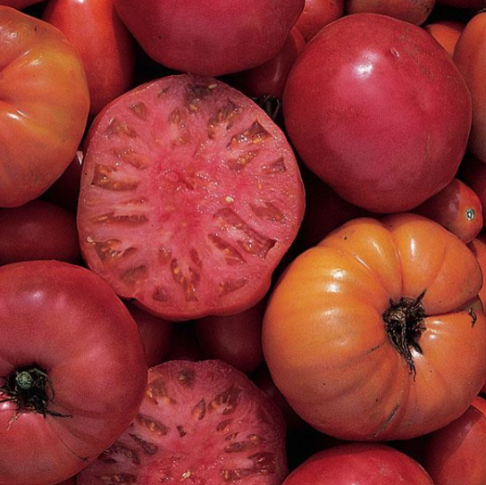 Heirloom Tomato Mortgage Lifter (3.5" pot)