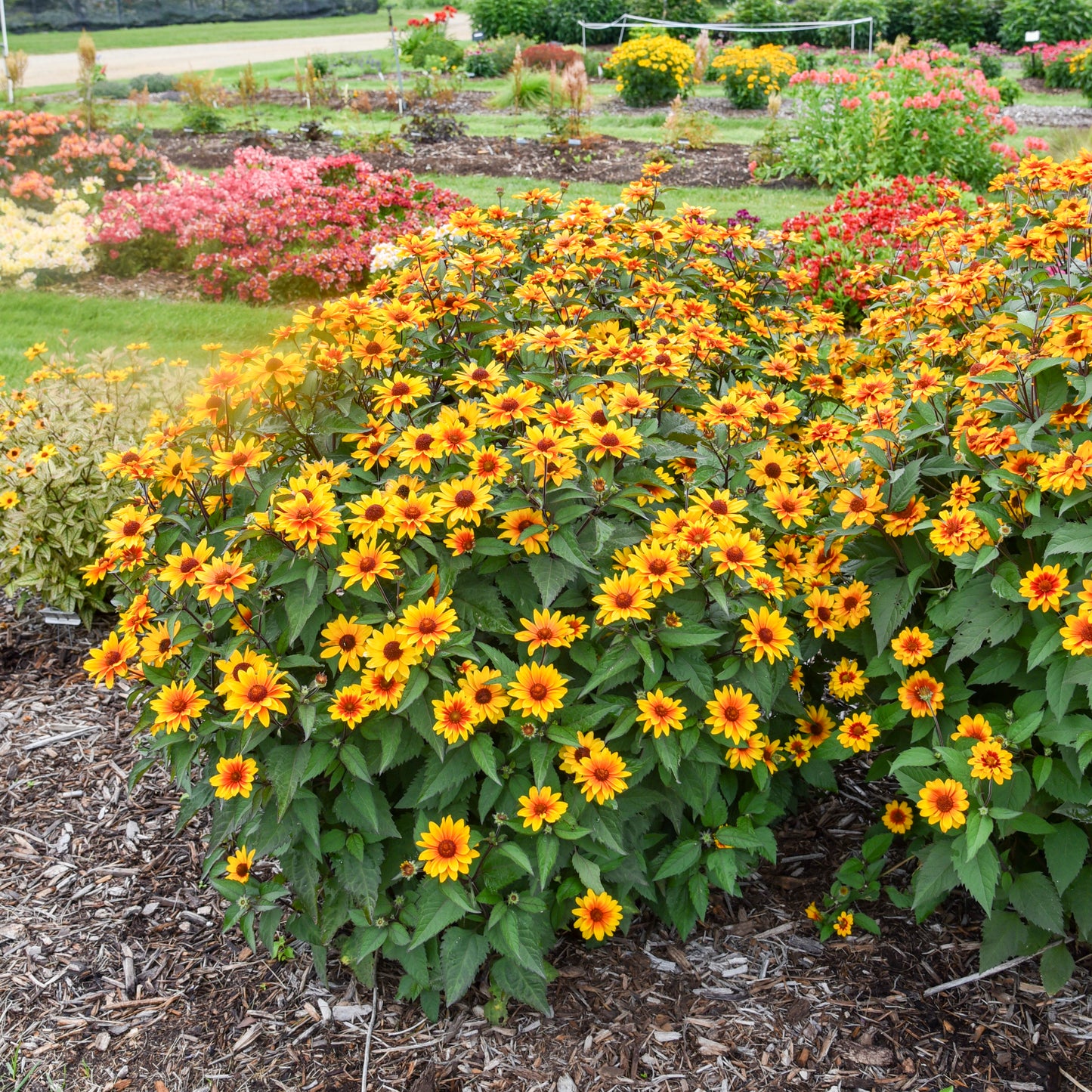 False Sunflower 'Sundial' (6.5" tall pot)