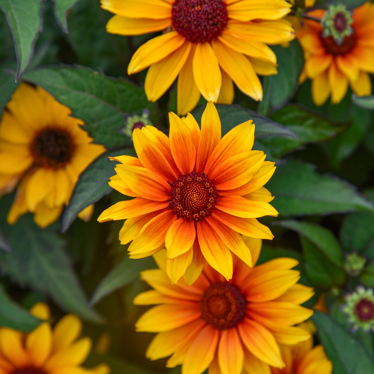 False Sunflower 'Sundial' (6.5" tall pot)