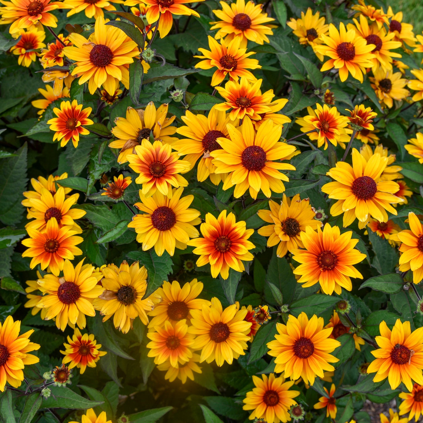 False Sunflower 'Sundial' (6.5" tall pot)