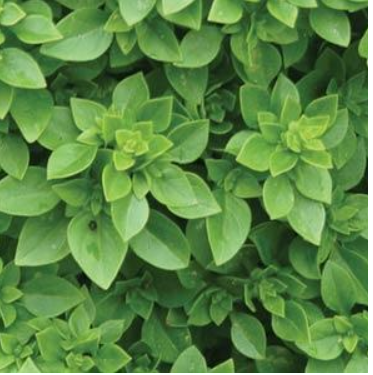 Herb Basil Boxwood (3.5" pot)