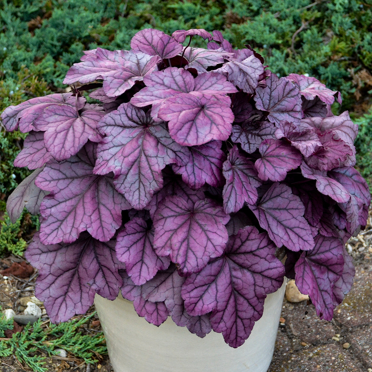Huechera Pink Panther (6.5" tall pot)