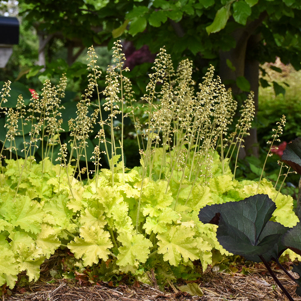 Heuchera Twist of Lime (6.5" tall pot)