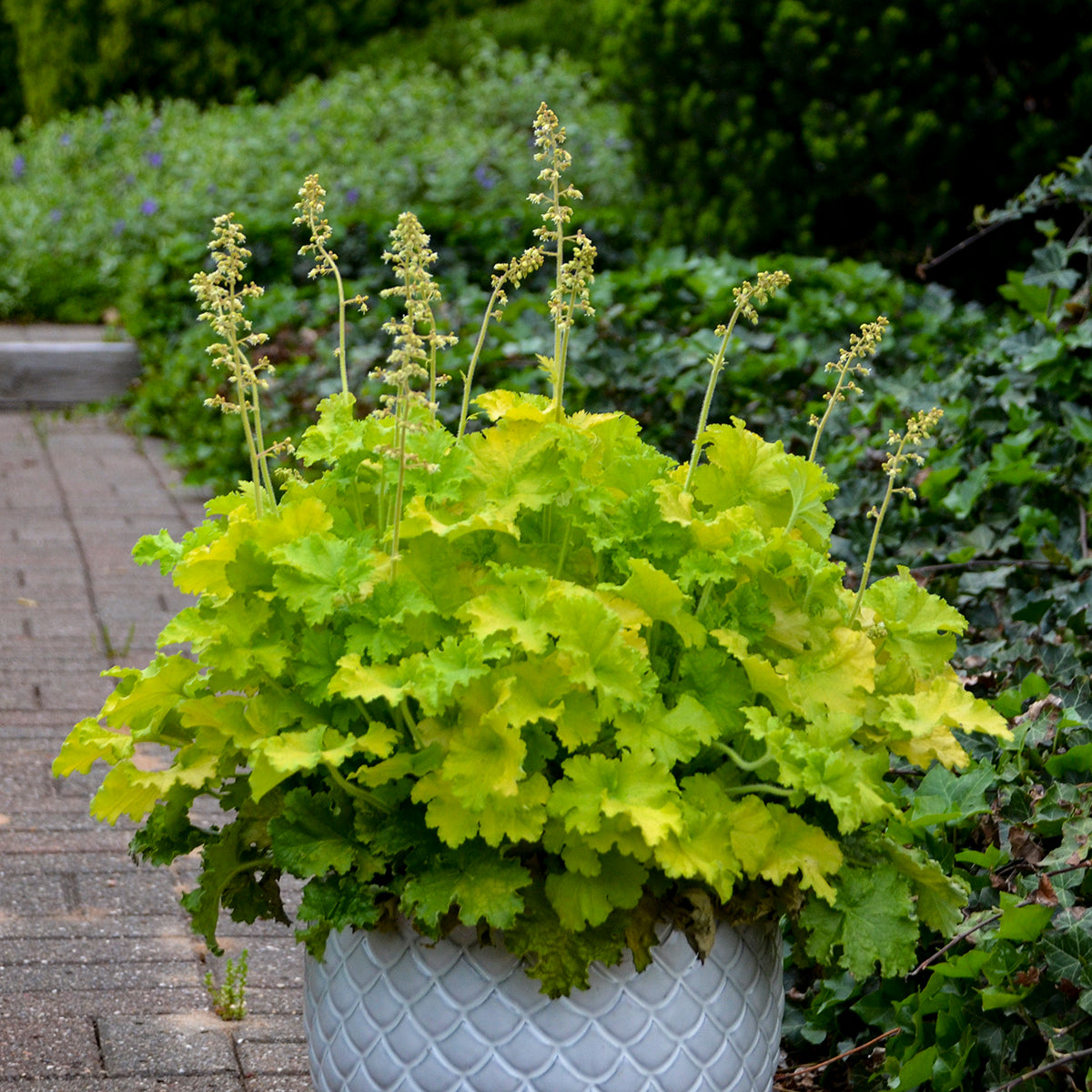 Heuchera Twist of Lime (6.5" tall pot)