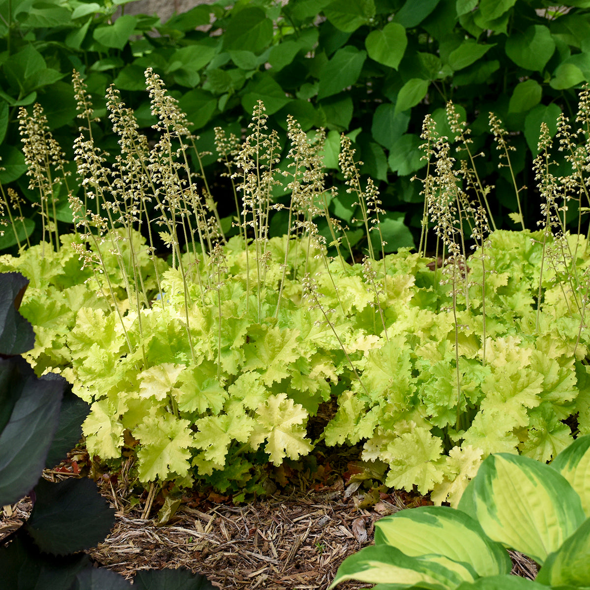 Heuchera Twist of Lime (6.5" tall pot)