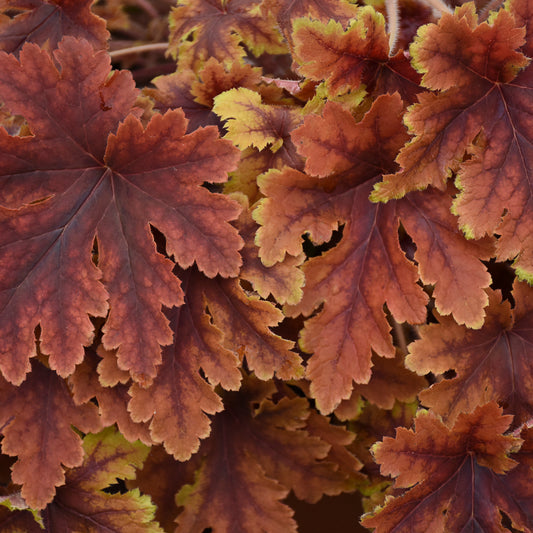Heucherella 'Copper King' (6.5" tall pot)