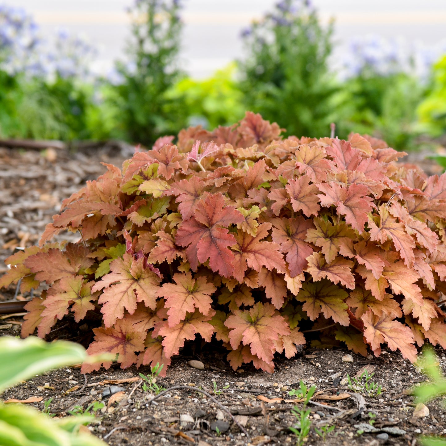 Heucherella 'Copper King' (6.5" tall pot)
