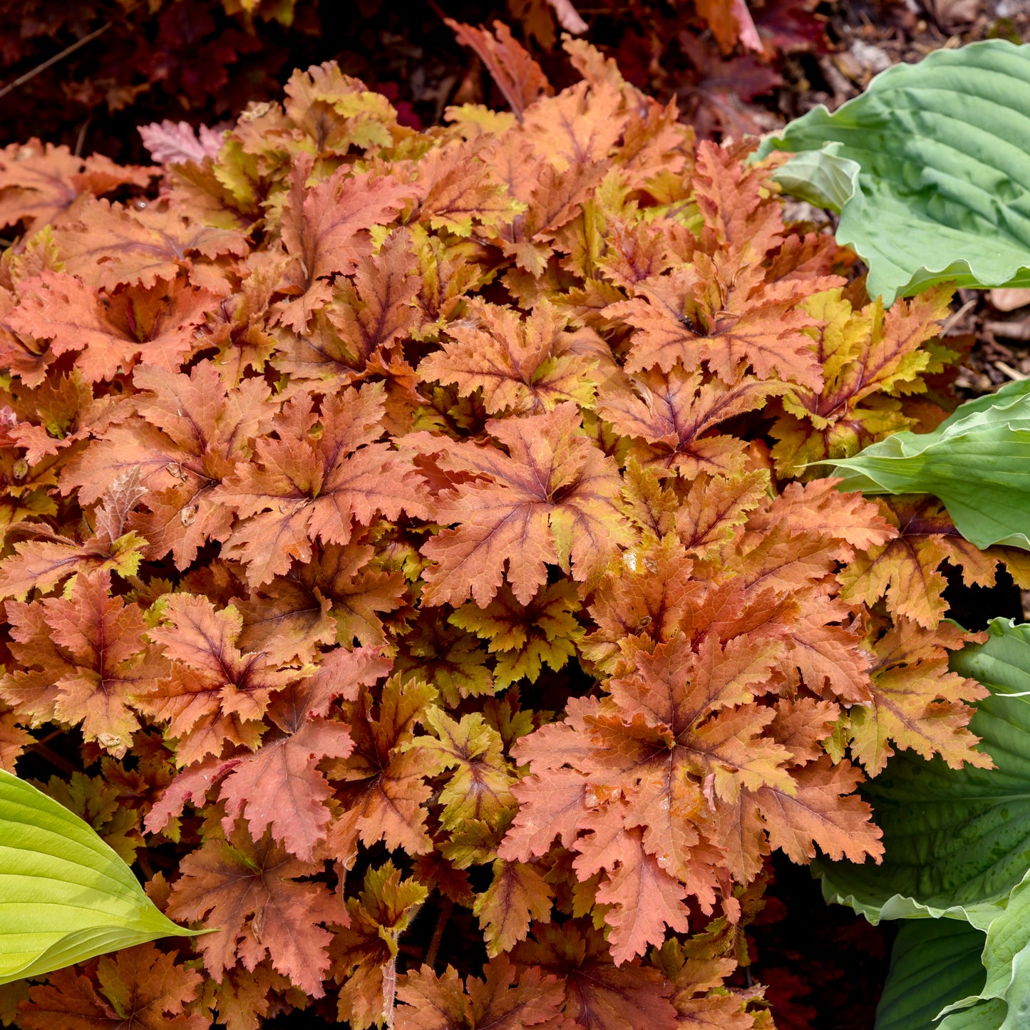Heucherella 'Copper King' (6.5" tall pot)