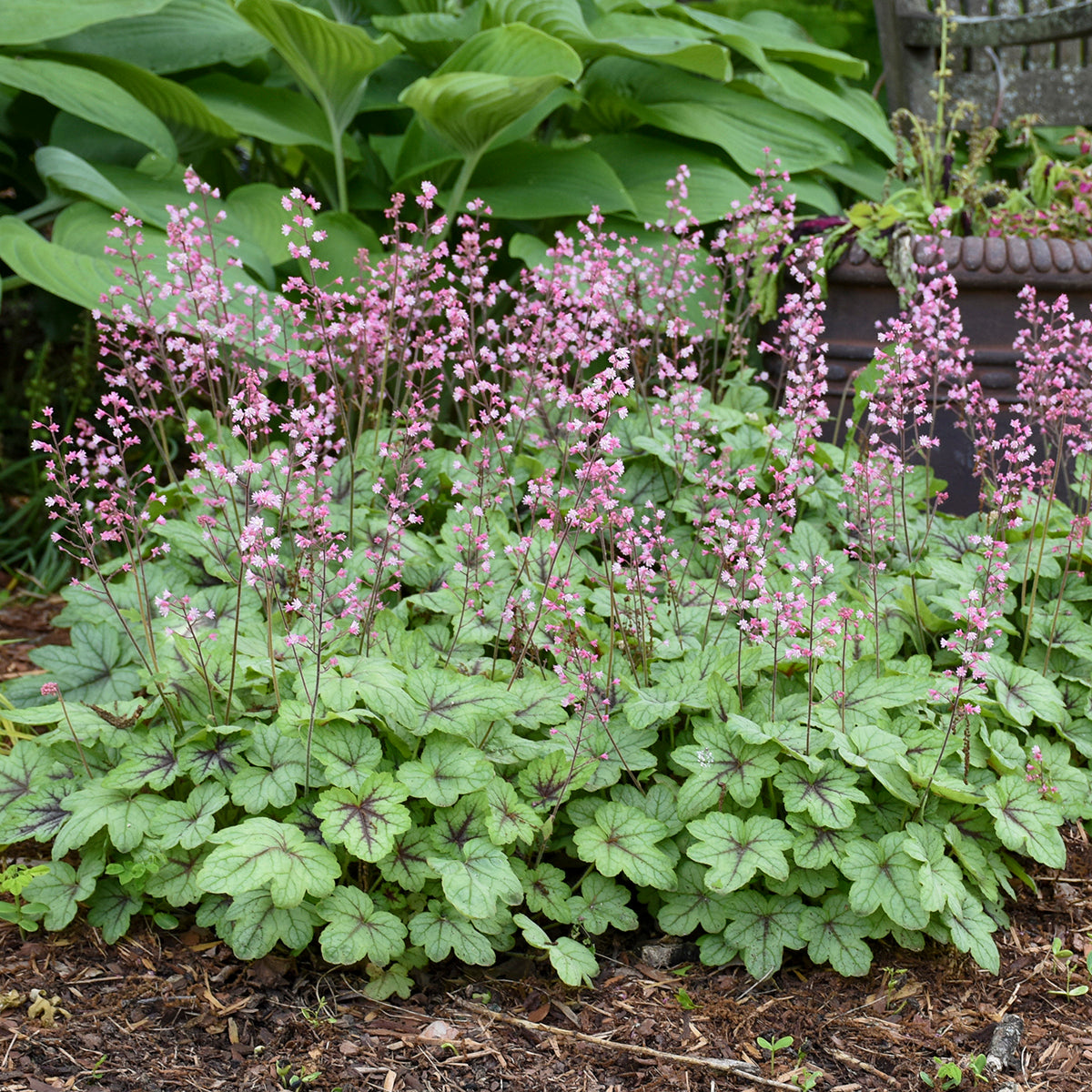 Heucherella - Pink Fizz