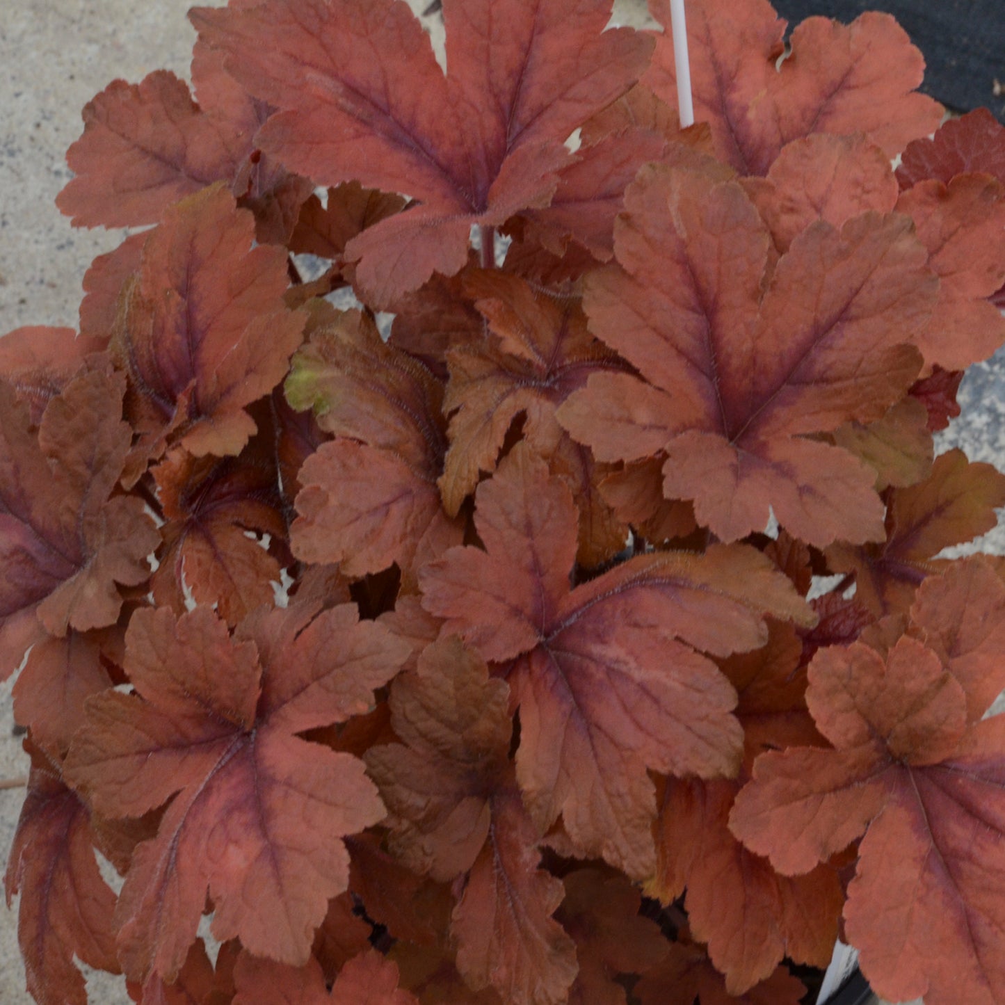 Heucherella - Pumpkin Spice
