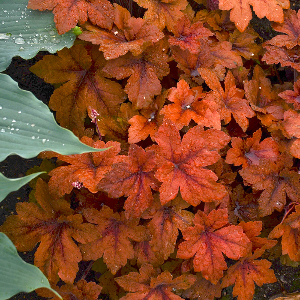 Heucherella - Pumpkin Spice