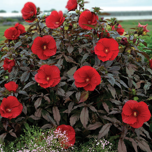 Hardy Hibiscus - Midnight Marvel