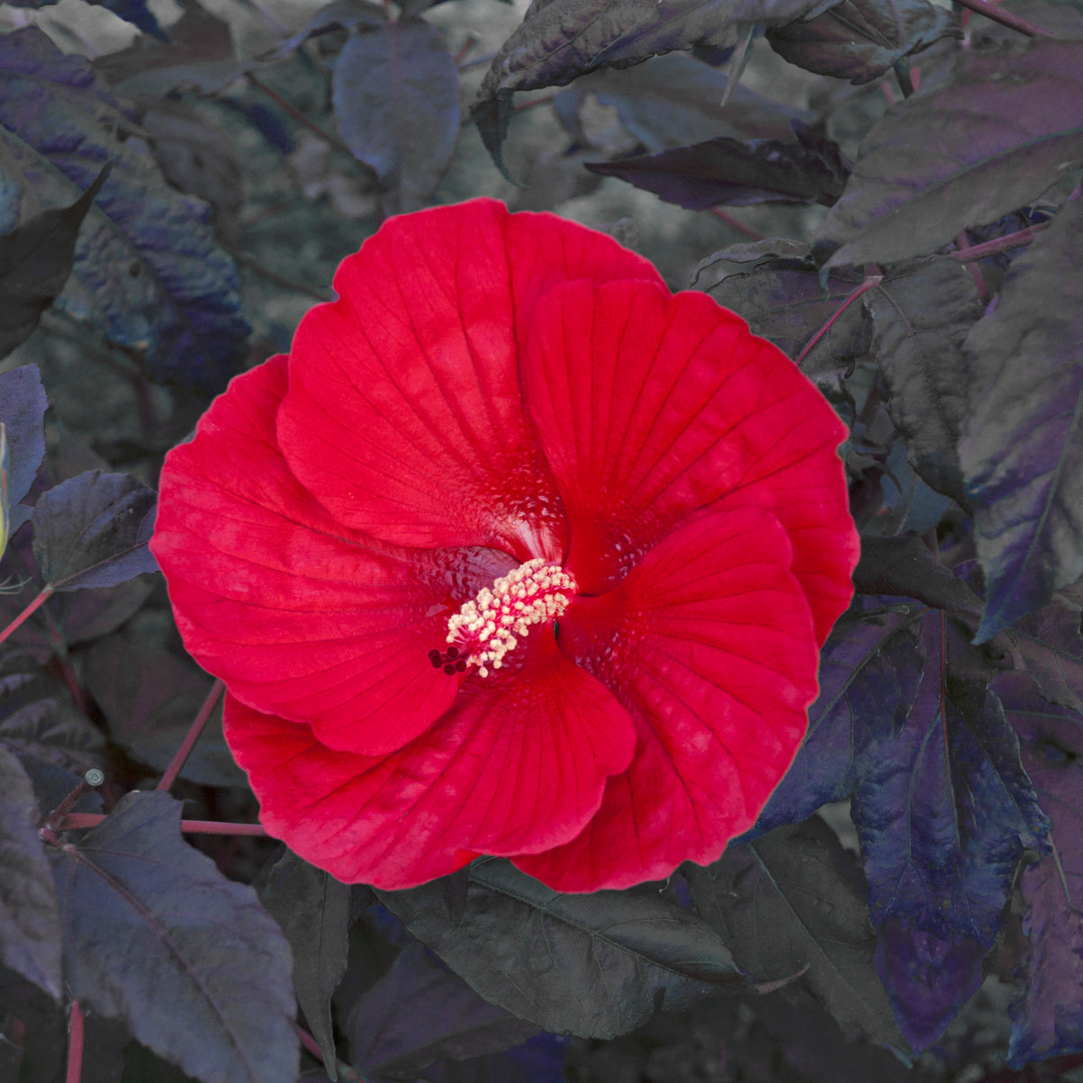 Hardy Hibiscus - Midnight Marvel