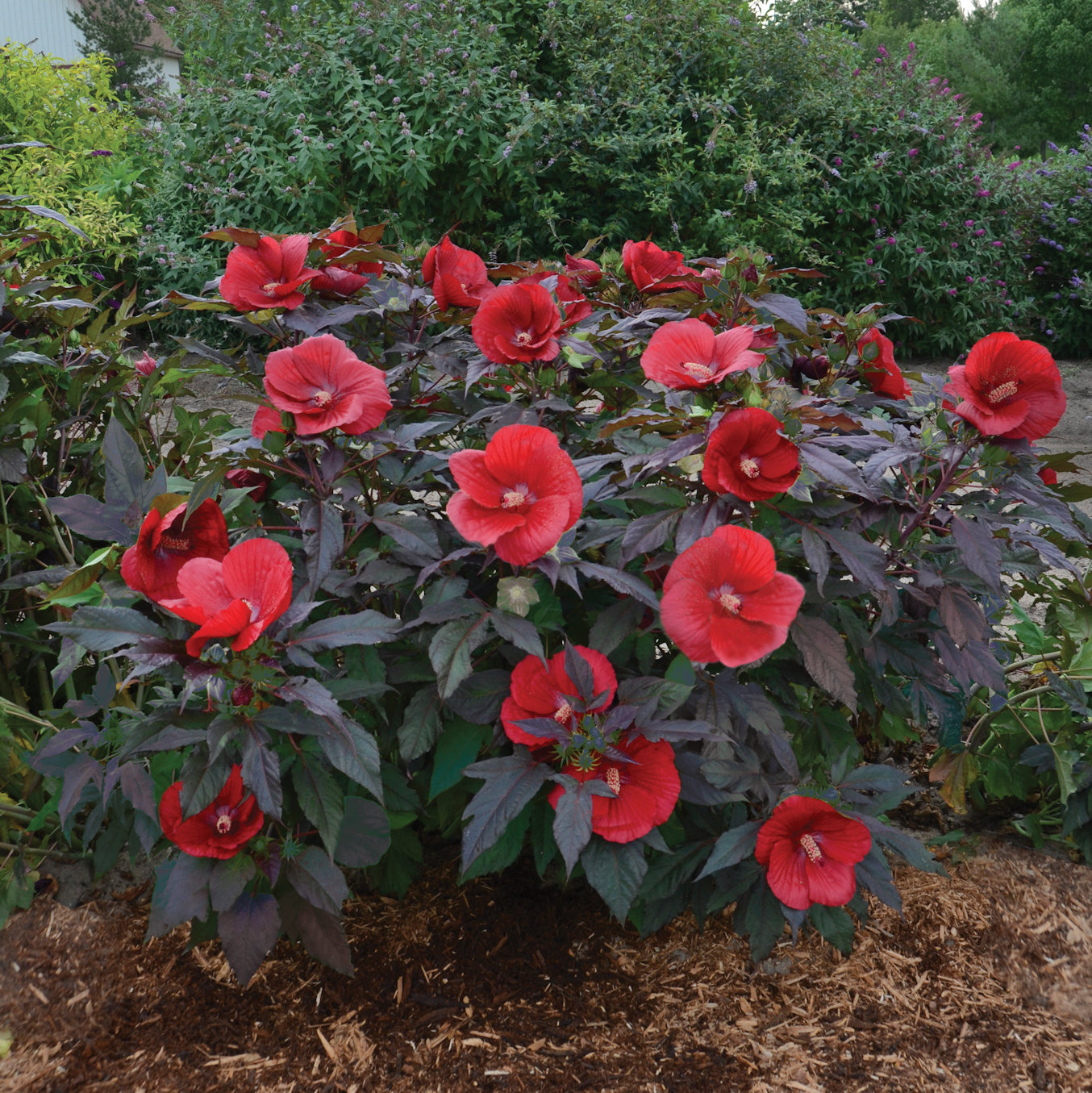 Hardy Hibiscus - Midnight Marvel
