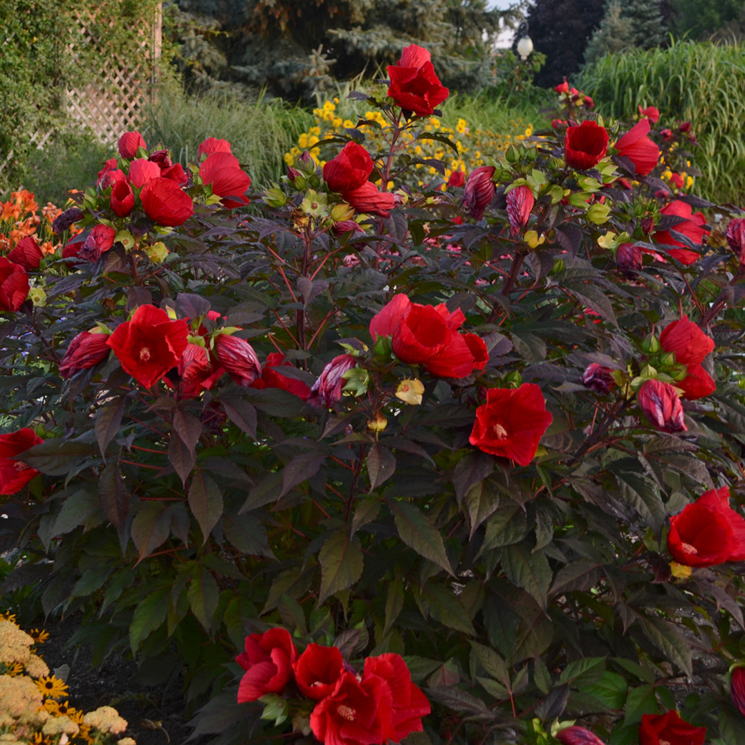 Hardy Hibiscus - Midnight Marvel