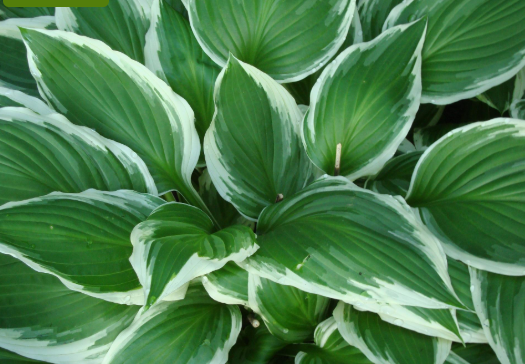 Hosta Antioch (6.5" tall pot)