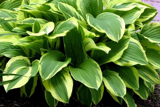 Hosta Fragrant Dreams (6.5" tall pot)