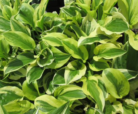 Hosta So Sweet (6.5" tall pot)