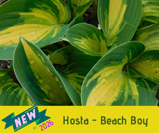 Hosta - Beach Boy