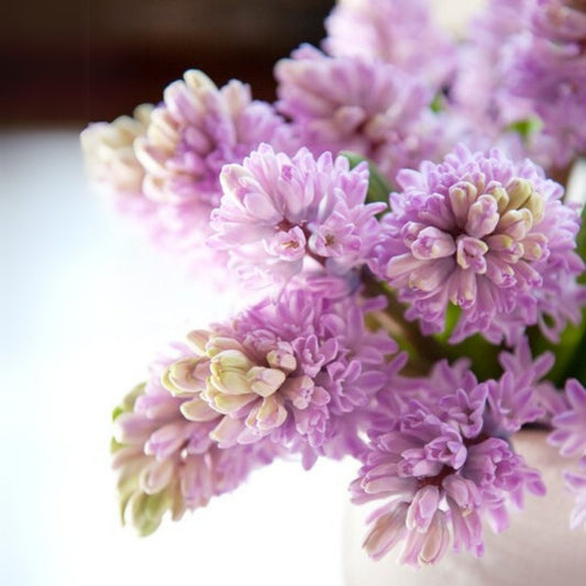 Hyacinth Bulb - "Splendid Cornelia"