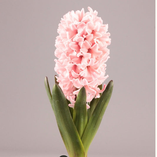 Hyacinth Bulb - "Apricot Passion"