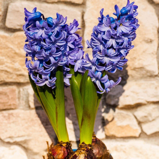 Hyacinth Bulb - "Blue Jacket"
