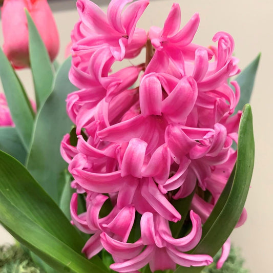 Hyacinth Bulb - "Pink Pearl"
