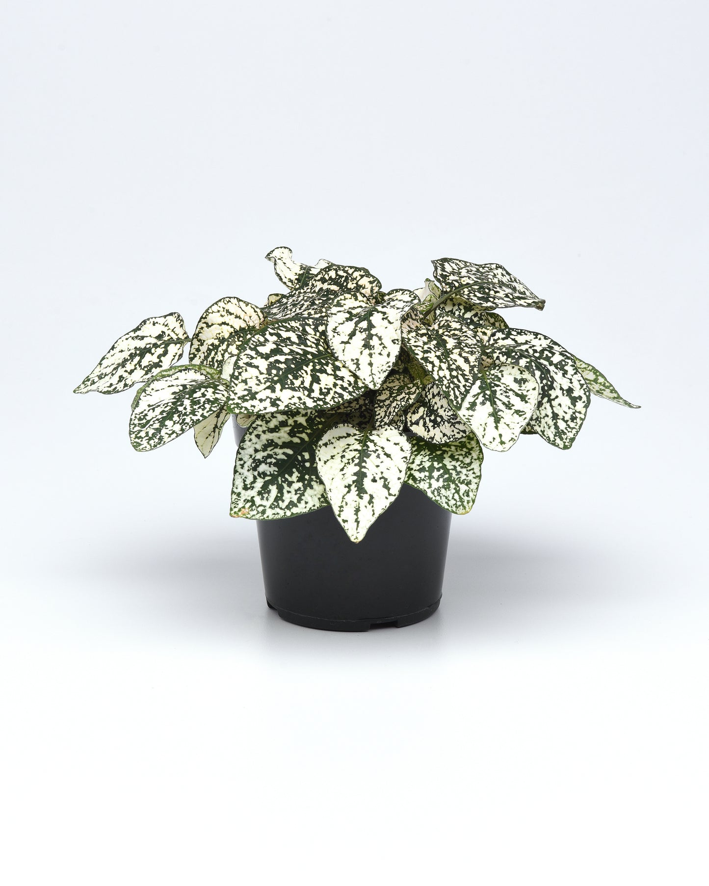 Hypoestes White Splash (3-pack)
