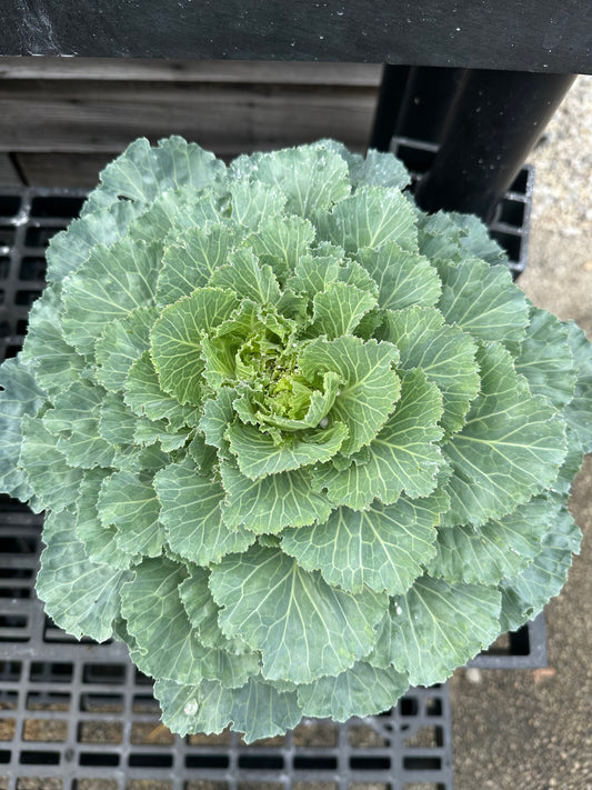 Ornamental Cabbage