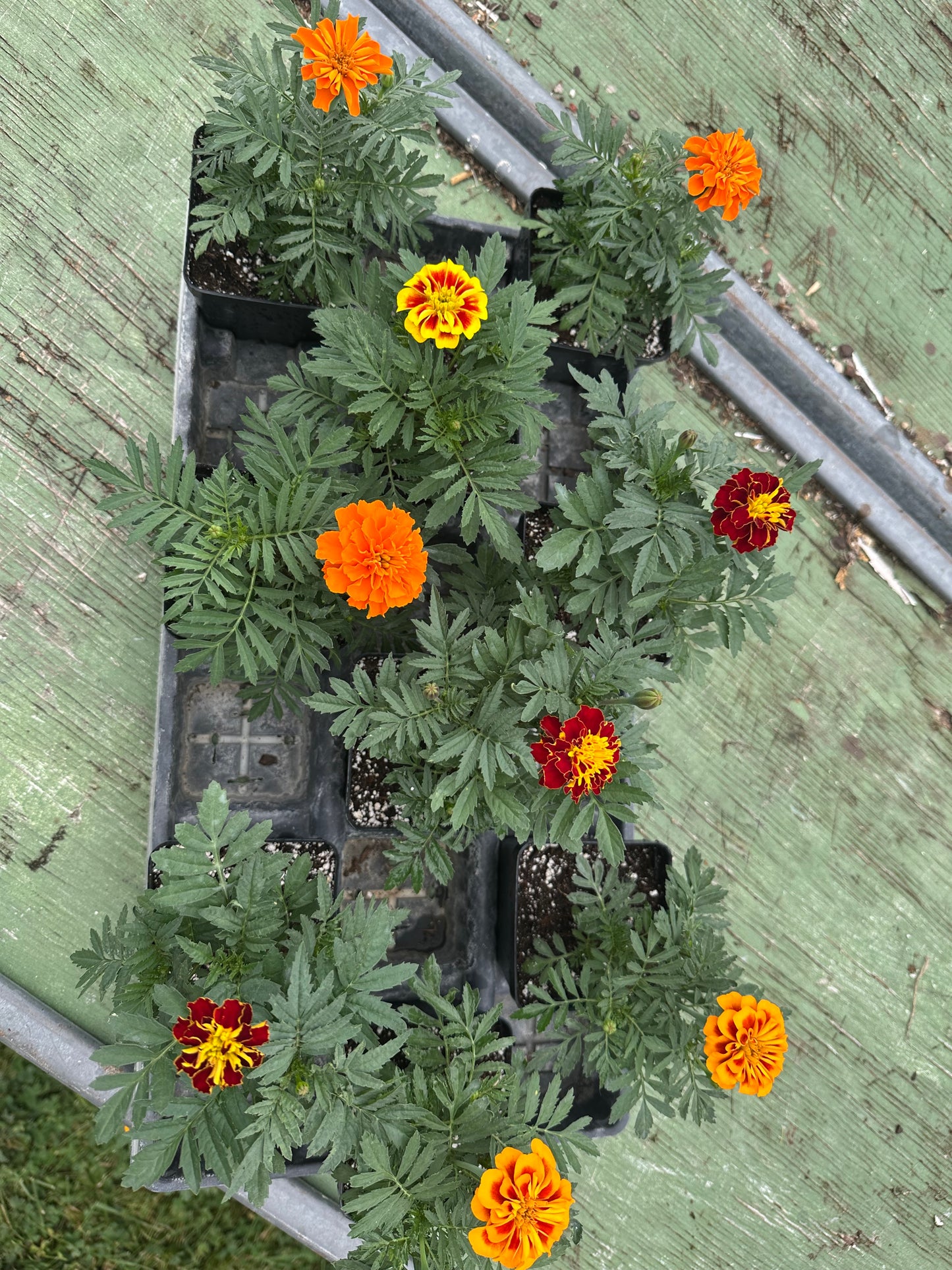 Marigold - Dwarf Super Hero Series Mix