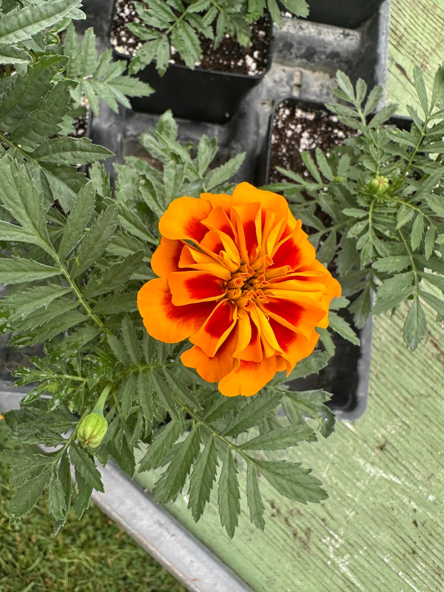 Marigold - Dwarf Super Hero Series Mix
