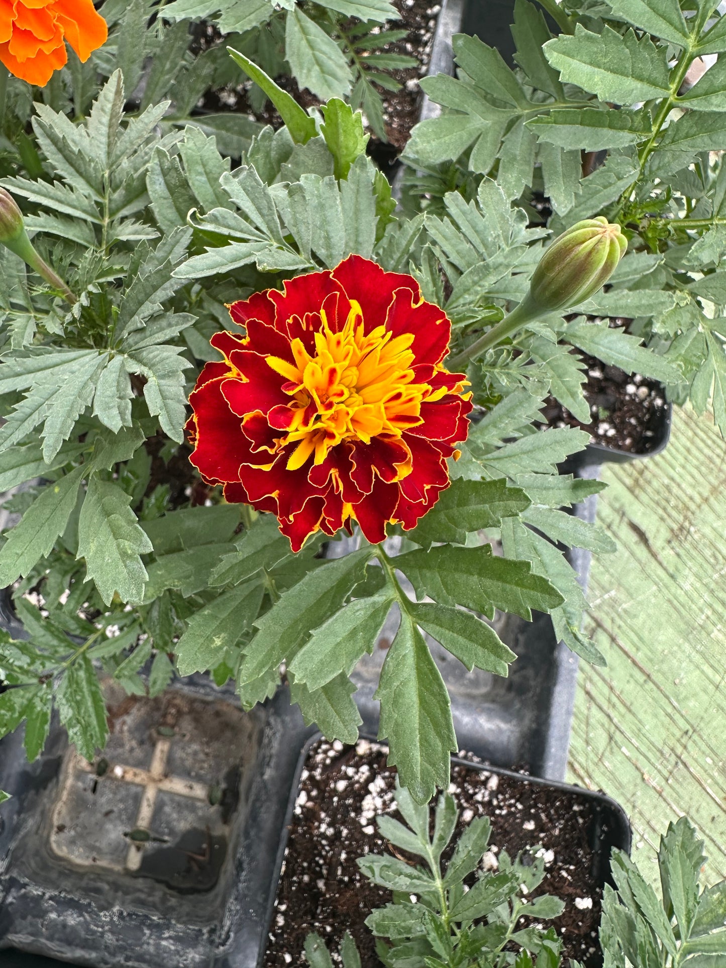 Marigold - Dwarf Super Hero Series Mix