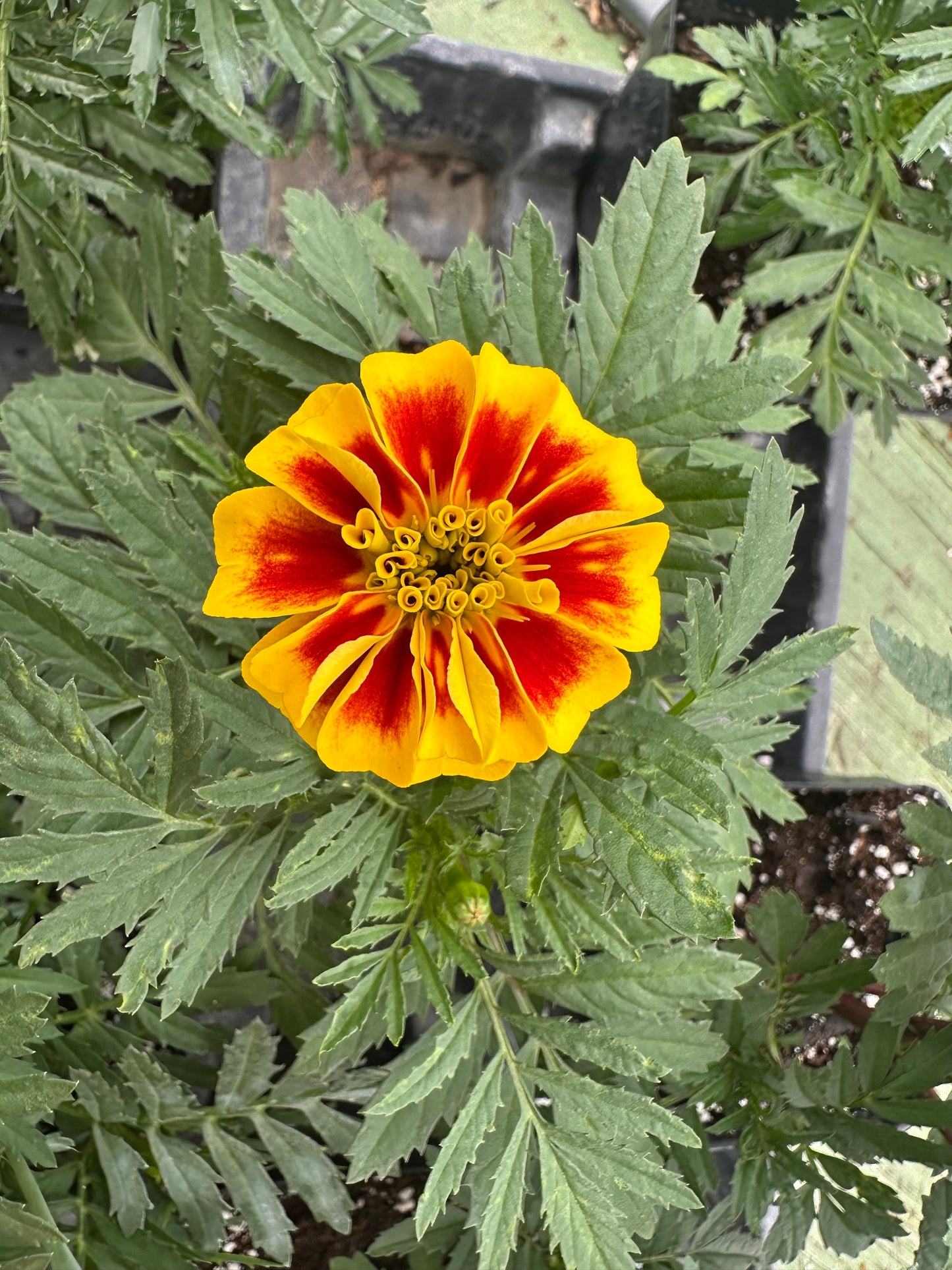 Marigold - Dwarf Super Hero Series Mix